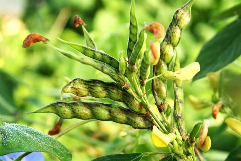 Arhar Cultivation Guide – To Generate Profitable Income
