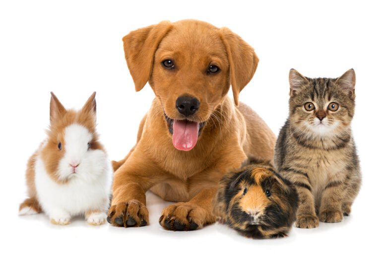 Pet Insurance Market Report 2022 | Share, Growth, Size, Trends, Demand and Forecast 2027