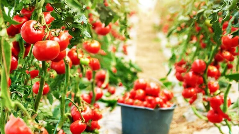 Productive Tomato Farming Process in India With Guidance